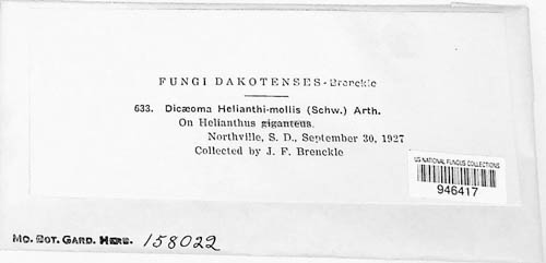 Puccinia helianthi-mollis image